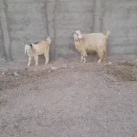 فروشی
