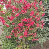 اجاره-منزل-شخصی