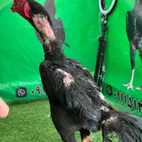 خروس اوشامو