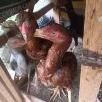 پنج جوجه لار ۸ ماهه