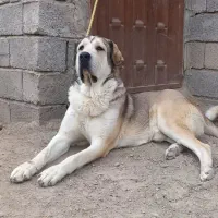 سگ پژدر|سگ|بافت, |دیوار
