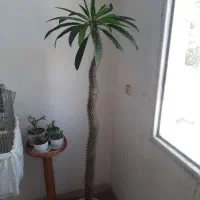 نخل ماداگاسکار دو متری بسیار زیبا وضخیم