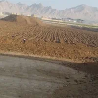 کودگاو