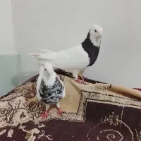 کبوتر حمیدیه