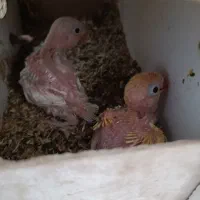 پیشنهاد عالی جوجه ی سرلاکی کوتوله