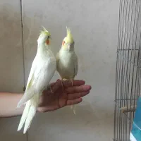 عروس هلندی