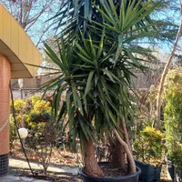 یوکا  بزرگ جهت‌ فروش