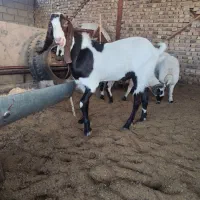 نری.بز.گیسه