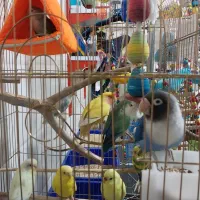 پت شاپ ققنوس