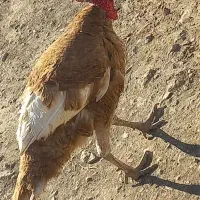 بوقلمون نر چاق