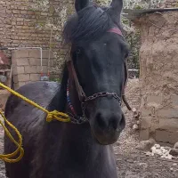 اسب ماده