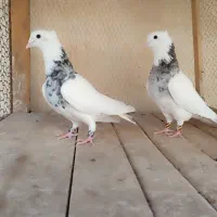 طوقی|پرنده|آران و بیدگل, |دیوار