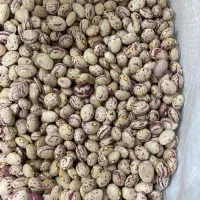 حبوبات  لوبیا چیتی خمین قرمز سفید