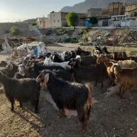 ۳۳راس بز با بزغاله اصیل درجه یک