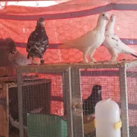 کبوتر سورور