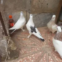 کبوتر جوجه