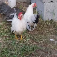 مرغ خروس چینی سیبرات
