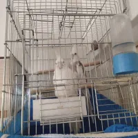 عروس هلندی