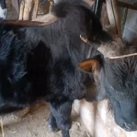 ورزا کوله گوساله نر  معاوضه یا فروش