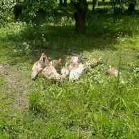 ۹عدد بوقلمون دونه ای۳میلیون