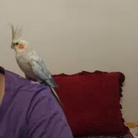 عروس هلندی نر وماده