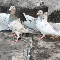 جفت سرور بی نظیر