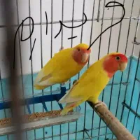 طوطی بزریلی کوتوله
