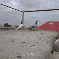 کبوتر