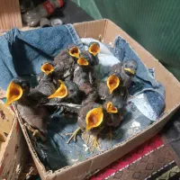 مرغ میناافغان