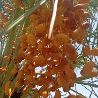 خرما زاهدی
