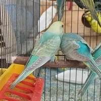 پرنده مرغ عشق رنگ خاص