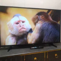 ال ای دی۴۳اینج الجی درحدصفر نونو