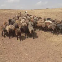 میش|حیوانات مزرعه|طرقبه, |دیوار