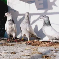 سفید المانی سینه سرور