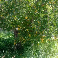 کارگر برای کار در باغ