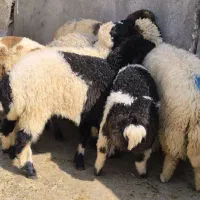 گوسفند ماده