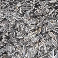 تخمه تازه پخت قیمت مناسب