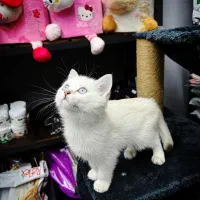 بریتیش سیلور واقعی