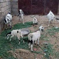 6تا گوسفند بربری یکی شون اپست هست سه تا شنک