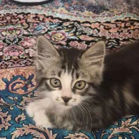 گربه ۳ یا ۴ ماهه