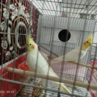 لوتینو  عروس هلندی مولد