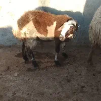 یک رس بره ماده پلنگی