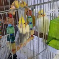 عروس هلندی جفت و جوجه قناری نر پرتقالی