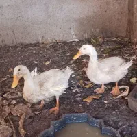 یک جفت اردک نیمه بالغ سالم