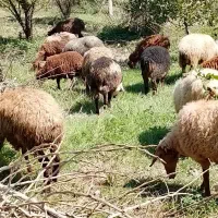 بزوبزغاله آلپاین