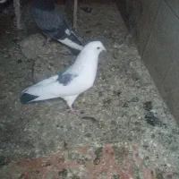 کبوتر نر غریبگیری امروز