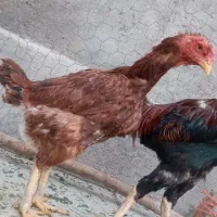 مرغ و خروس لاری