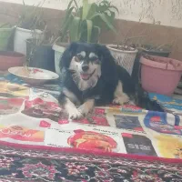 واگذاری سگ پاکوتاه وژرمن شپرد