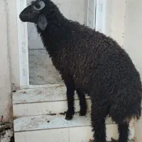 گوسفند درجه یک