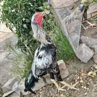 خر*وس اصیل